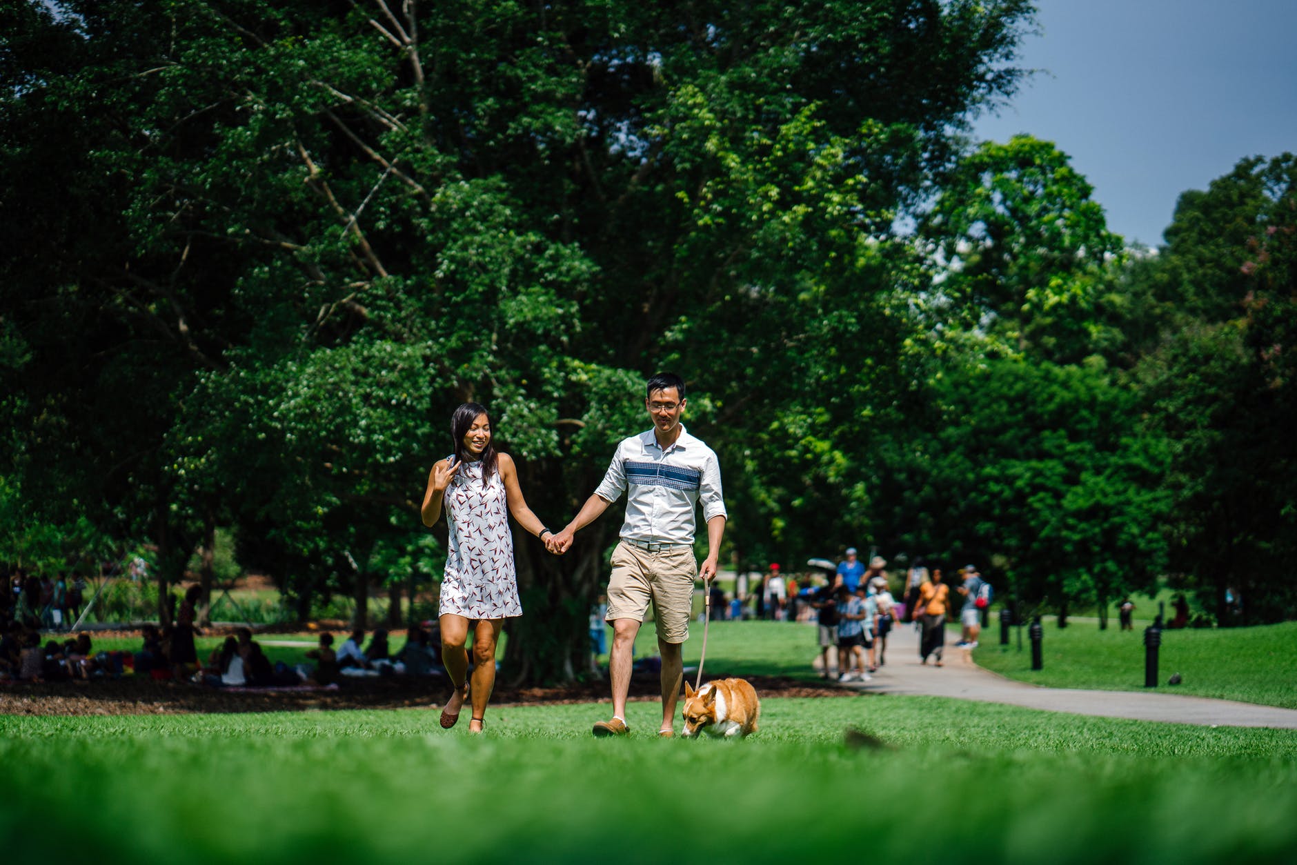 woman and man holding hands beside brown dog while walking on green grasses surrounded by green leafed trees